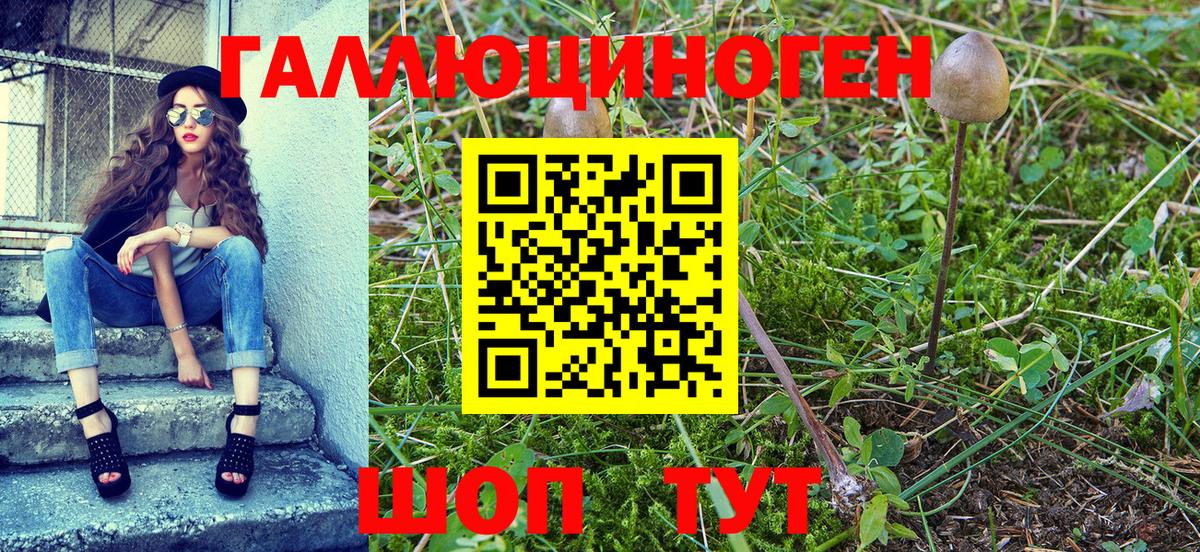 Псилоцибиновые грибы Psilocybe Саров